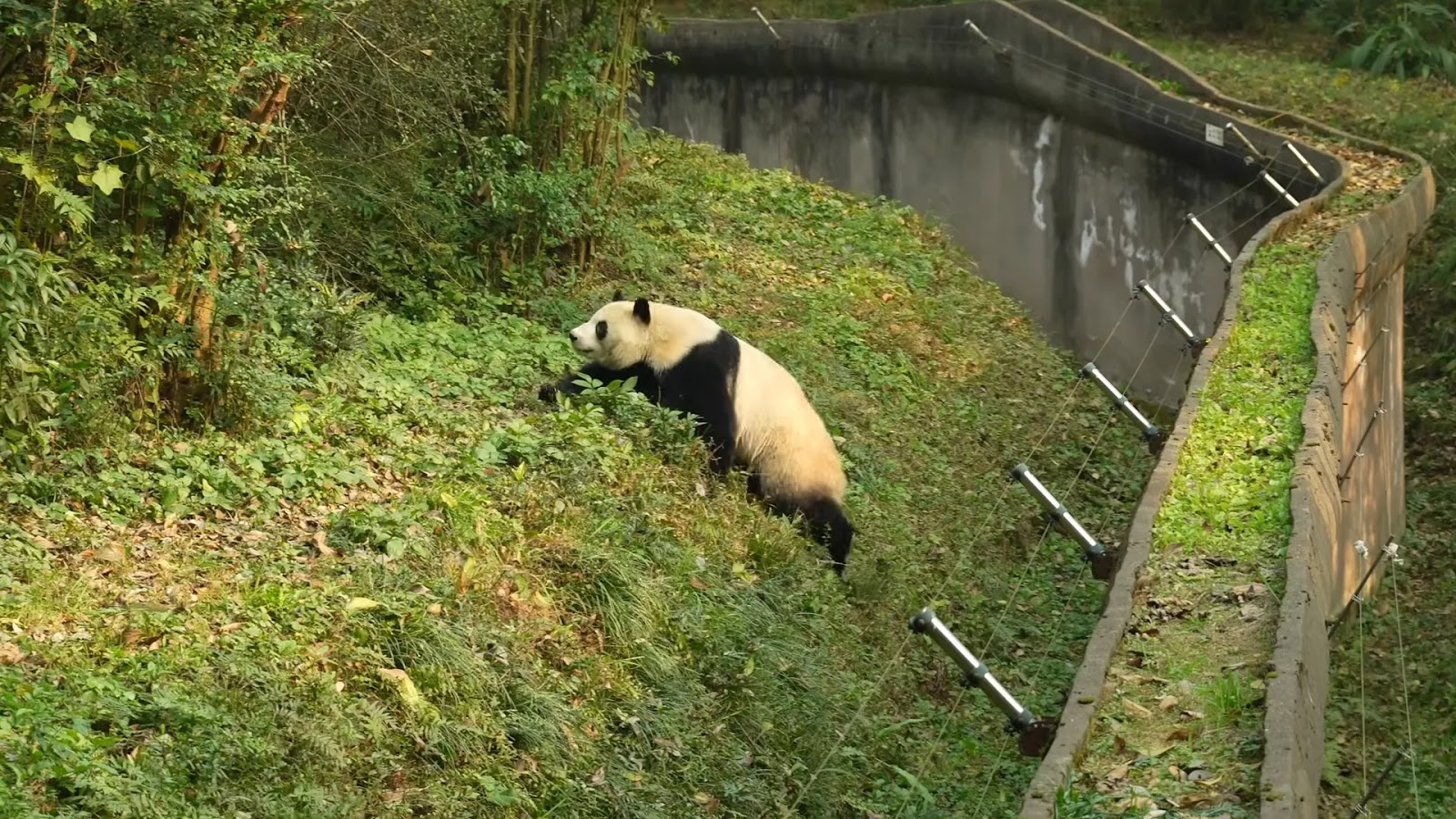 Exploring Chengdu: A 2-Day Itinerary for Panda Lovers and Foodies